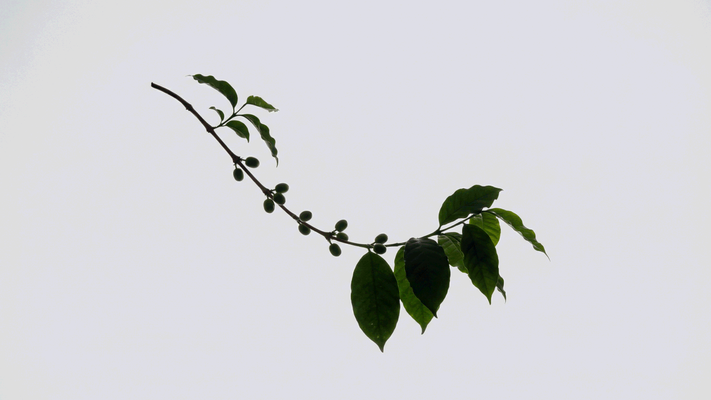BRYN — Coffee House — Branch Reveal